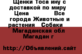 Щенки Тоса-ину с доставкой по миру › Цена ­ 68 000 - Все города Животные и растения » Собаки   . Магаданская обл.,Магадан г.